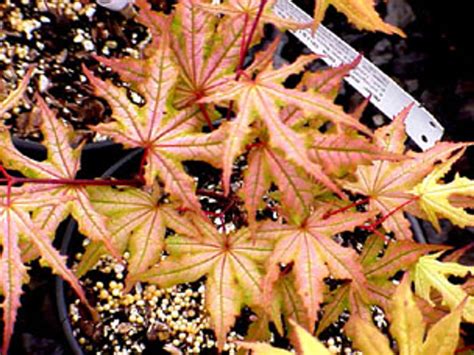 Acer Palmatum Beni Shigitatsu Sawa Japanese Maple Tree Kigi Nursery