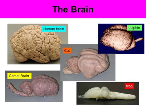 Frog Brain Vs Human Brain