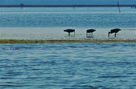 Why Does The Chilika Lake Of Odish Holds An Extraordinary Place In The ...