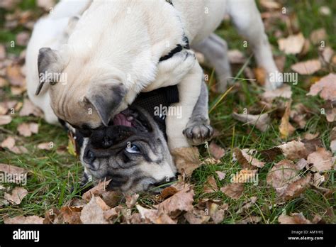 Two playing pug puppies Stock Photo - Alamy