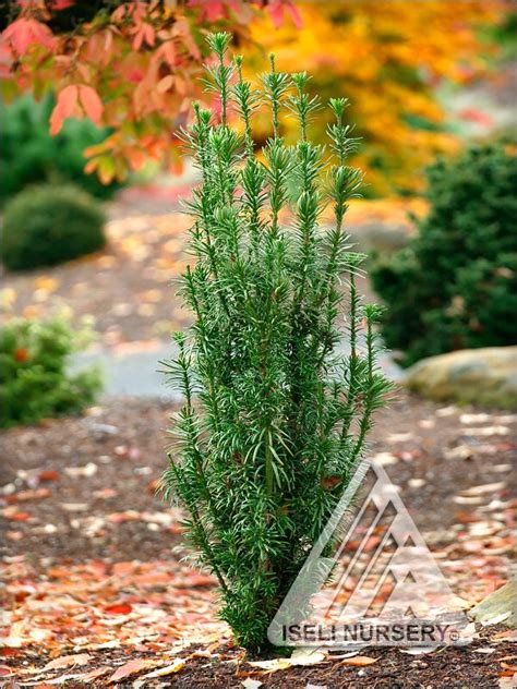 Taxus Yew Iseli Nursery