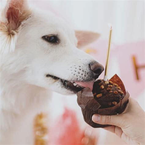 What to do if your dog ate chocolate - vetcarenews