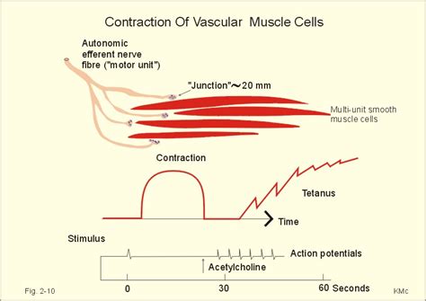 New Human Physiology Ch 2