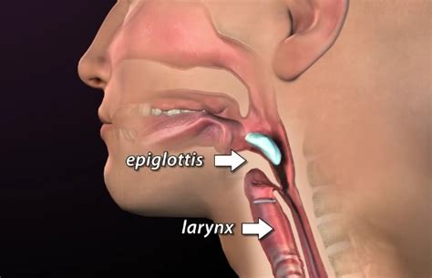 Epiglottis - Function, Definition, Anatomy, Pictures, Location