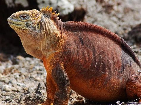 Galapagos Land Iguana - Facts, Where to see them, Behaviour & More