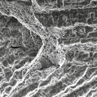 SEM Micrograph Showing The Fracture Surface On A Specimen Treated At