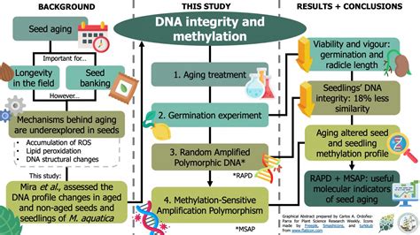 Dna Methylation And Integrity In Aged Seeds And Regenerated Plants