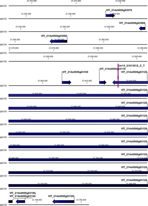 Annotation On Grapevine Reference Genome Pn40024 Of Download