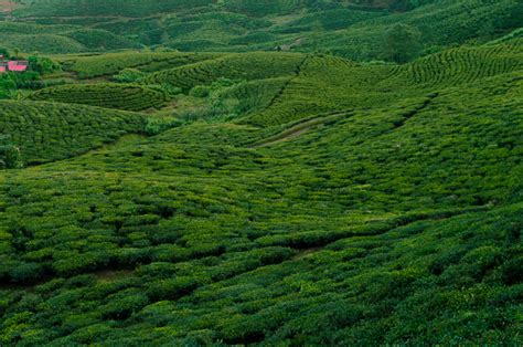 Beautiful Tea Gardens of Ilam – Photowalk Nepal