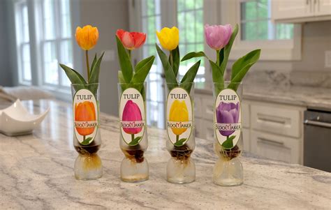 Long Life Tulip Flowers | Bloomaker USA, Inc.