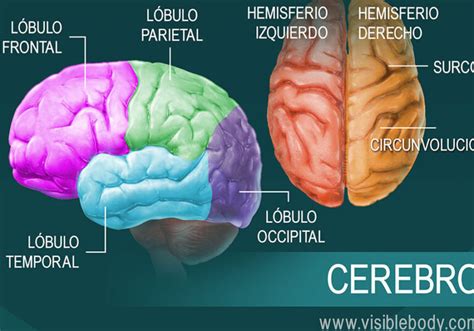 Meninges Anatom A Y Funciones En El Cerebro Gu A Completa Mentes