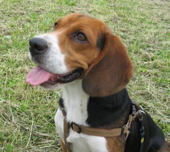 Beagle Dog | Popular Dog Breeds