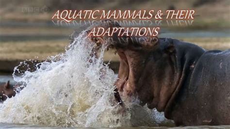 Aquatic mammals & their adaptation.fully aquatic mammal and amphibian aquatic mammals.evolution ...