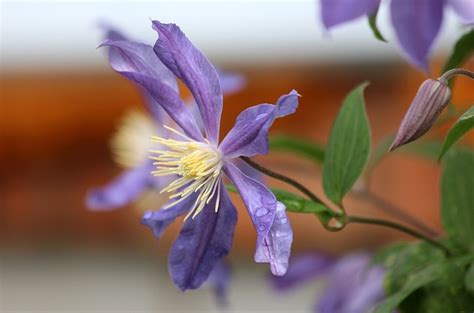 Klematis Clematis Lila Kostenloses Foto Auf Pixabay Pixabay