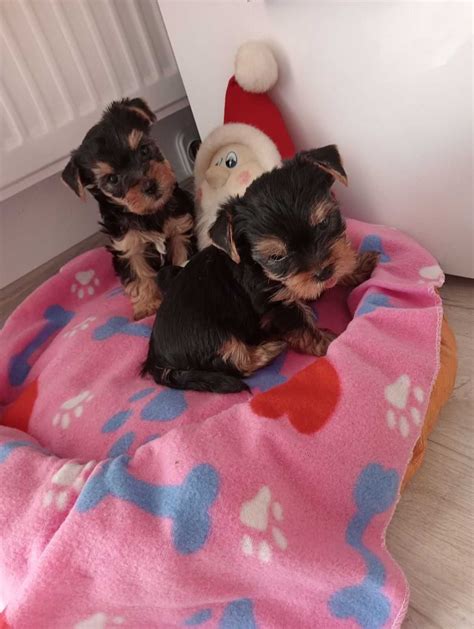 Yorkshire Terrier Piesek Z Rodowodem Ole Nica Ole Nica Olx Pl