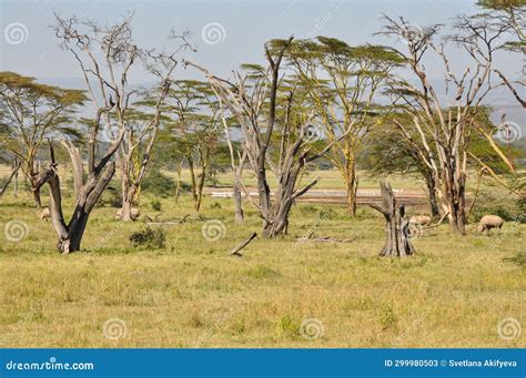 Dry Trees on the Savannah Fields in Kenya, Africa Stock Image - Image ...