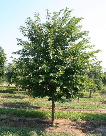 Prunus X Yedoensis ‘akebono Moon Nurseries