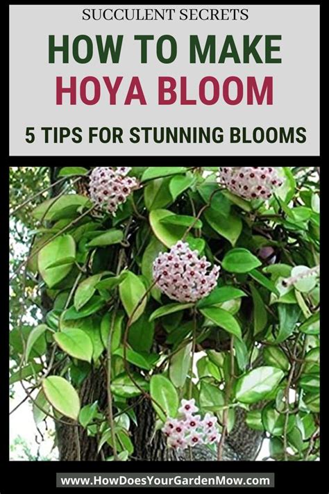 5 Tips For Stunning Hoya Blooms