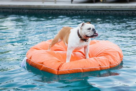 Piscinas Para Perros En Barcelona D Nde Encontrarlas Y Disfrutar Del