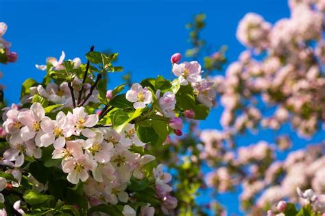 Fondo De Ramas De Manzano Con Flores Rosas Sobre Un Fondo De Cielo Azul