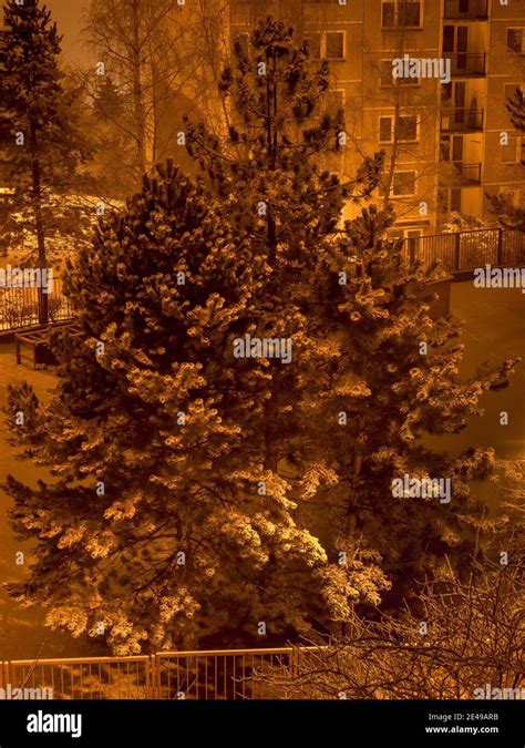 Snowy tree in winter night Stock Photo - Alamy