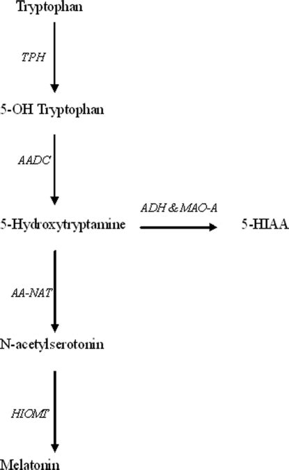 Metabolism Of 5 Hydroxytryptamine 5 Ht Serotoninenz Open I