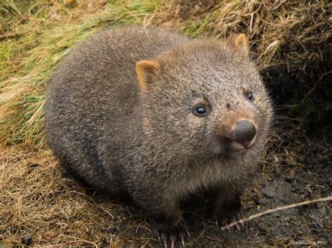 Wombat Zoo Around The World