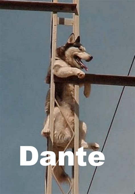 Dante : r/AnimalMemes