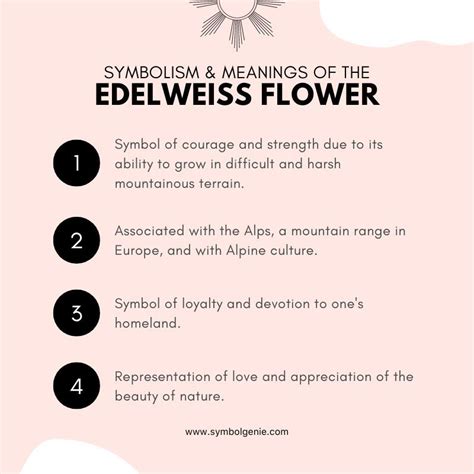 Edelweiss Flower: Symbolism, Meanings, and History - Symbol Genie