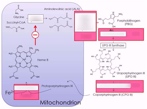 Iron Homeostasis And Porphyrin Metabolism Diagram Quizlet