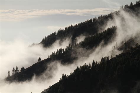 图片素材 树 性质 森林 荒野 雪 冬季 云 天空 多雾路段 薄雾 早上 爬坡道 波 黎明 山脉 天气 岭