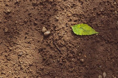 Tilling The Soil: How To Start? - Gardeninguru