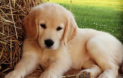 Cómo cuidar a un Golden Retriever RedCanina es