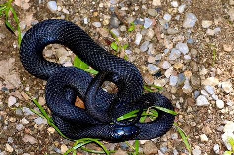 Mexican Black Kingsnake: Care, Appearance And Temperament - We're All About Pets