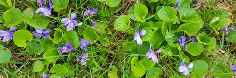 Wild Violet Control: How To Get Rid of Wild Violet | Solutions Pest & Lawn