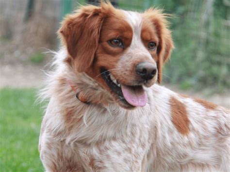 Chien Epagneul Breton à donner Petite Annonce chien