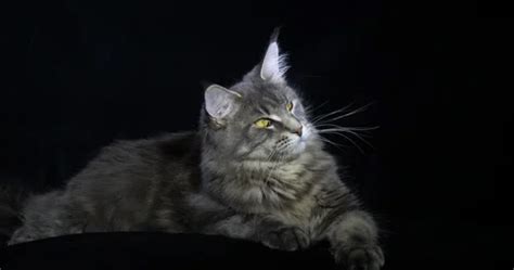 Blue Blotched Tabby Maine Coon Domestic Stock Video Pond