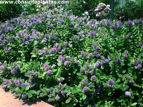 Hebe speciosa o Verónica Cuidados