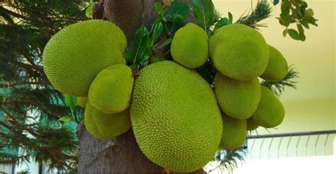 Green Jackfruit Nutrition Facts | Besto Blog