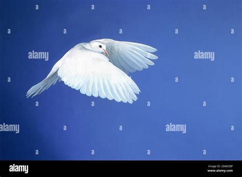 White Dove Flying Symbolic Image For Peace Stock Photo Alamy