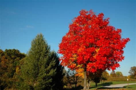 6 Secrets Of The Canada Red Maple Tree Acer Rubrum And Red Maple Tree