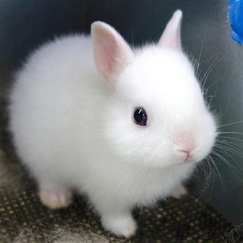 Top 30 Cutest Pictures Of Bunnies Around The World The Design