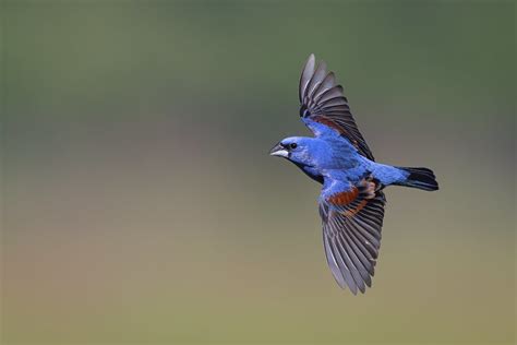 Passerines In Flight R5 Fm Forums