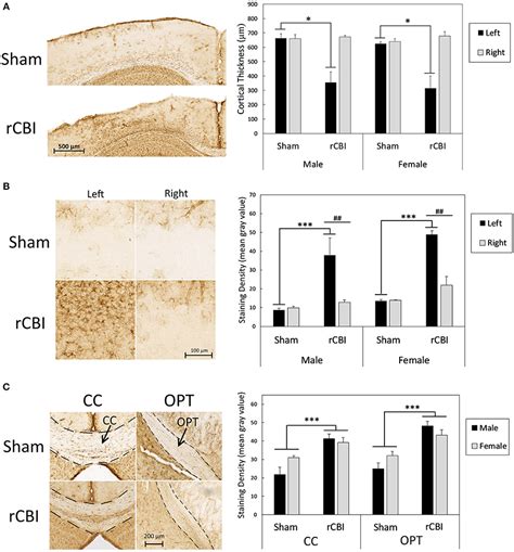 Frontiers Chronic Neurobehavioral Sex Differences In A Murine Model