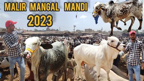 Malir Mangal Mandi Rates Update After Eid Qurbani Ka Janwar