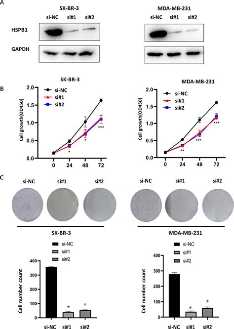 Transient Knockdown Of HSPB1 Affects Breast Cancer Cell Proliferation