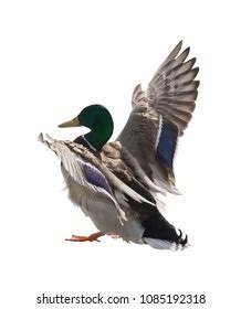 Flying Mallard Duck Drake Isolated On Stock Photo 1085192318 | Shutterstock