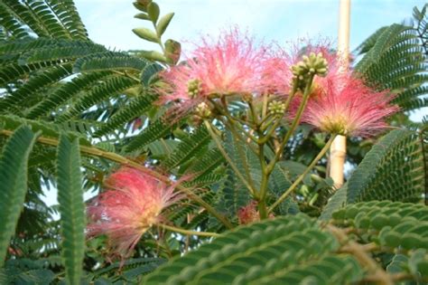 Albizia Julibrissin Ombrella Acacia De Constantinople Acacia De