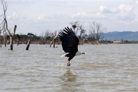 African Migratory Birds Threatened By Hot Dry Weather