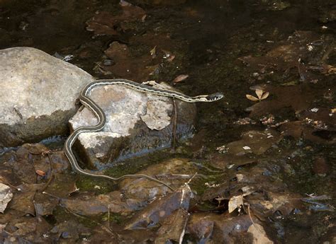 Black Necked Garter Snake From Brewster County Tx Usa On April